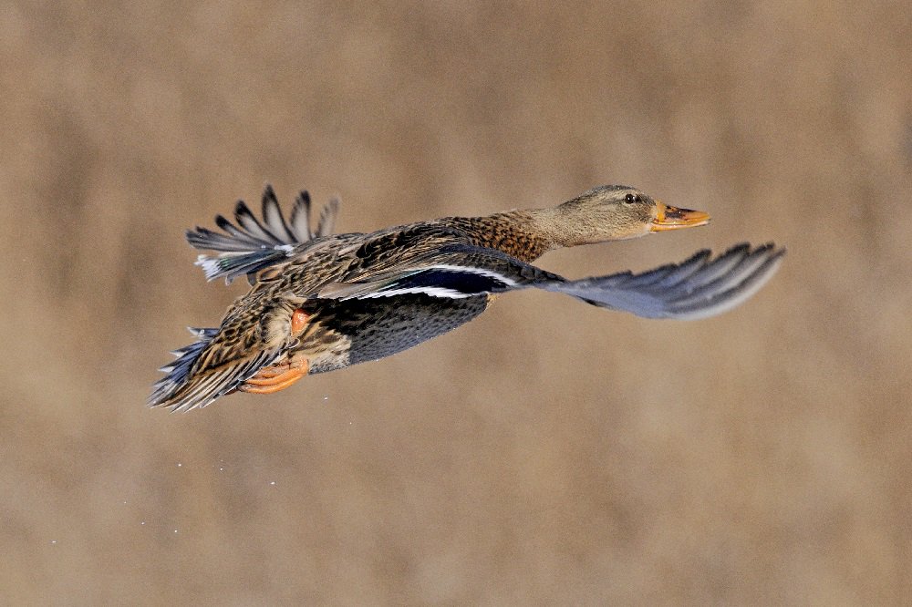 ducanada's tweet photo. Help us create a #SpringMigrationWeek #PhotoAlbum on Instagram!  Post #nature pics on IG &amp; tag #SpringMigrationWeek https://t.co/1bo4hb6sEh