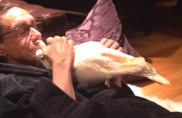 ChatterBoxPBS's tweet image. Punk legend Iggy Pop and his pet cockatoo Biggy Pop are the best thing on Instagram today bit.ly/23eKZxe