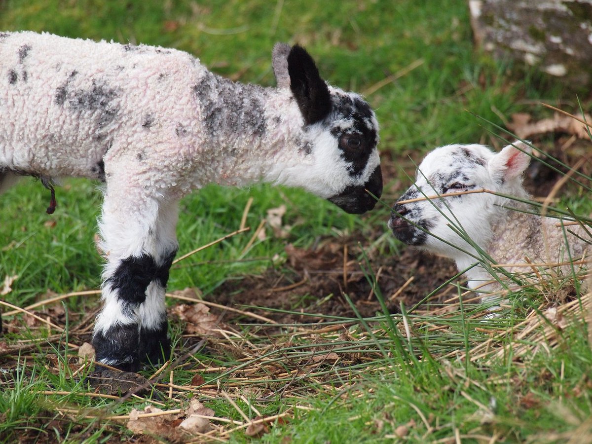 argyllholiday's tweet photo. It's Springtime at Barr Cottage #firstlambs #holidaycottage #Minard #Argyll @HeartofArgyll  https://t.co/3dLJITnrLY https://t.co/9JH5dGH0cE