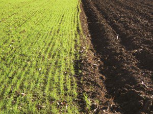 Agroalimentando tweet media