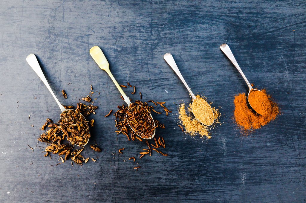 AnaCDay's tweet photo. UK “Ento-preneurs” Launch @Mophagy : Wholesaler 4 Edible Insects #FoodIngredientsFirst https://t.co/gzDkJLbibh https://t.co/uryCbQoksj
