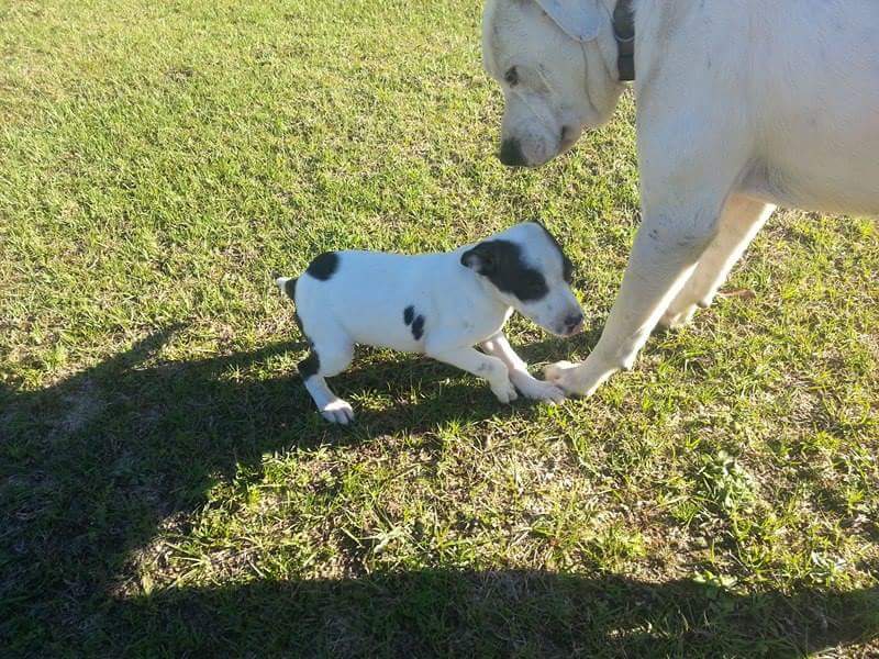 PSDogRescue's tweet photo. Emergancy donations are needed for the week of 4/11/16-4/16/16 https://t.co/TdhehybLt1 https://t.co/DCIrHjuysd