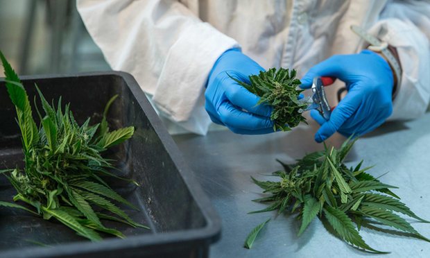 Cannabis helps my epileptic son. If only we had known sooner gu.com/p/4t3ad/stw