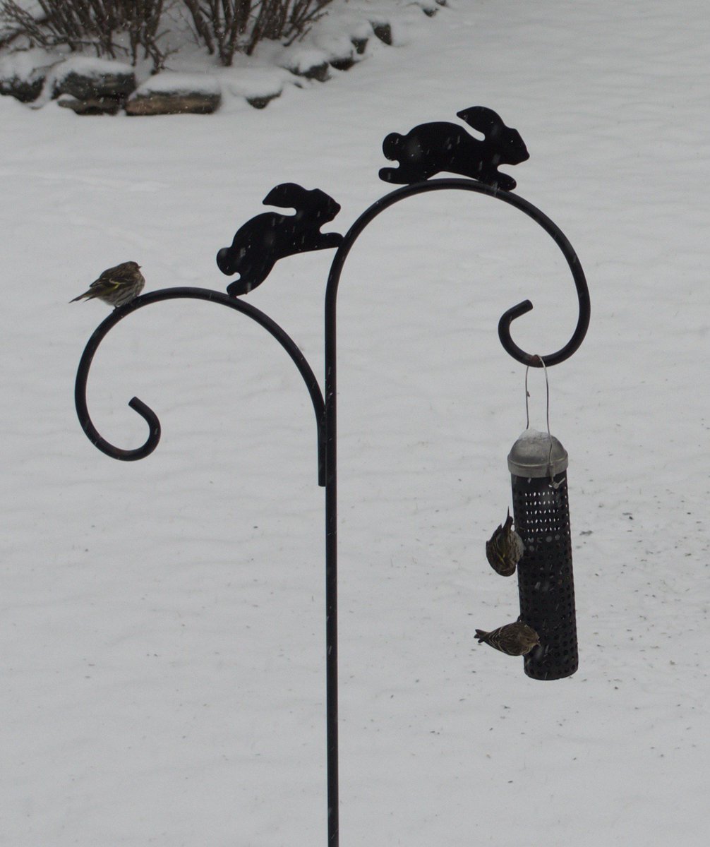ShannenOxley's tweet photo. The unwanted snow and rain has led to a party in my backyard feeder #seekingshelter #cuddleforwarmth #birds #Ottawa https://t.co/wzOp6lxzOW