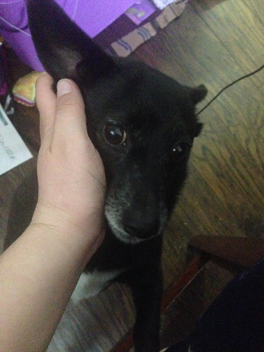 TrinityTechIT's tweet image. #NationalPetDay #tito #daschundlove