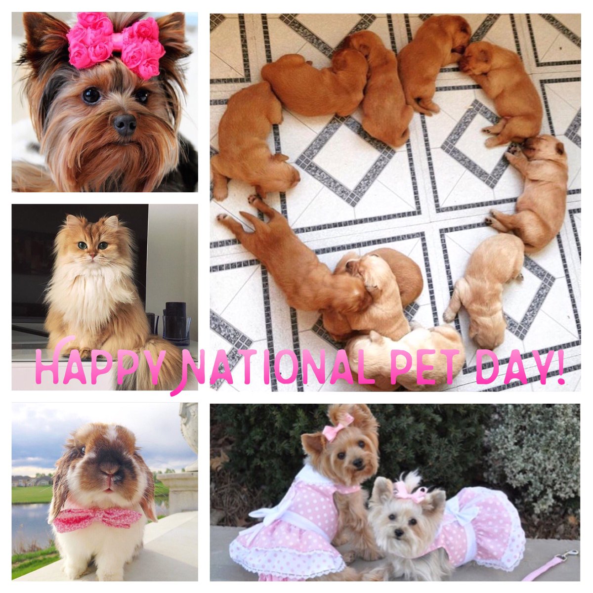 thepinkstorecom's tweet photo. Eeek!!! Happy #NationalPetDay #yorkies #labs #kitties #bunnies #pets #thepinkstore https://t.co/DL1C02Zo5A