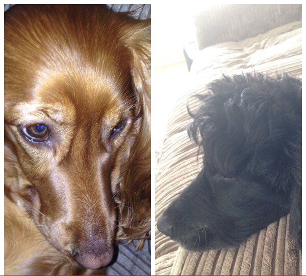 walkerbanfield's tweet photo. #NationalPetDay they deserve recognition for all those hours of listening they do. Thanks to my coworkers #love https://t.co/sXwD9fNavK
