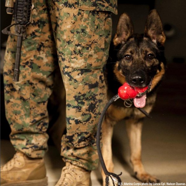 FoxNews's tweet photo. Photo of the Day: Uno, a @USMC patrol explosive protection dog, plays with a toy as a reward for finding explosives. https://t.co/Y4Akc7RsaP