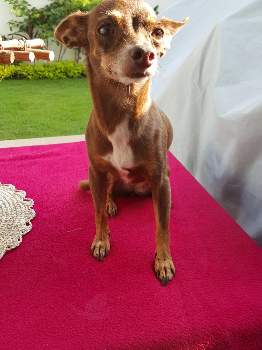karolfg15's tweet photo. #NationalPetDay the queen �� https://t.co/uSDBRHZ5am