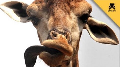 sam69smith's tweet photo. fur 1nc i wan se hoi a giraffe lick itsf........

                       HOWWWWWWWWW https://t.co/tPJBgb7oat