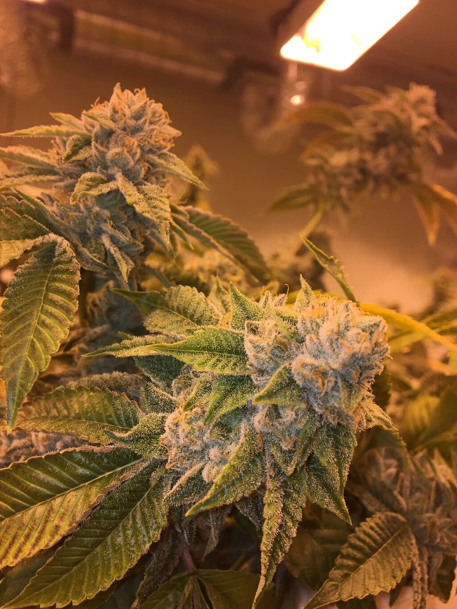 AFBcigarettes's tweet image. What is in the newest blend of Highlands Cannabis Cigarettes! We did a bud run for these limited edition 4/20 tins.