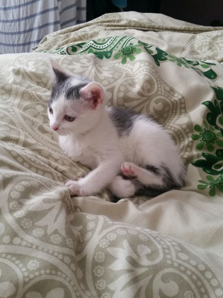 syedkhaled89's tweet photo. #NationalPetDay https://t.co/JXKpbDKpI3