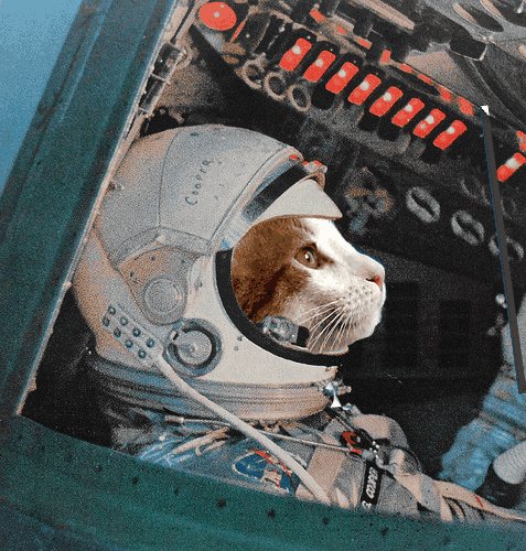 Elverojaguar's tweet image. 🐾😺🐾😻🎈😽❤️ First Feline Felonaut on her way to explore Faraway Feline Faces ...