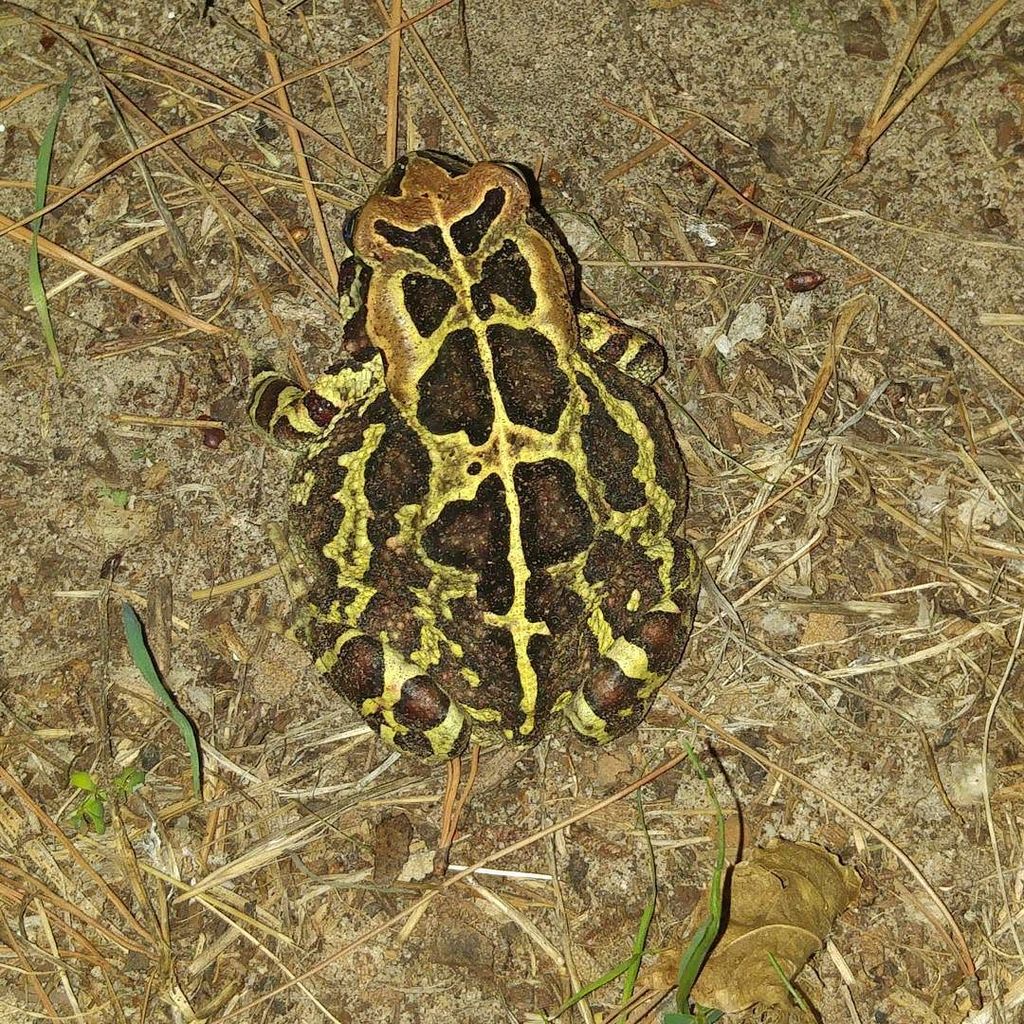 Steve_Bryant's tweet photo. Saw a beautiful example of a #leopardtoad on tonight's ride. The joy of riding at night! https://t.co/kCnYauzCbc https://t.co/3h4KJdAVVT