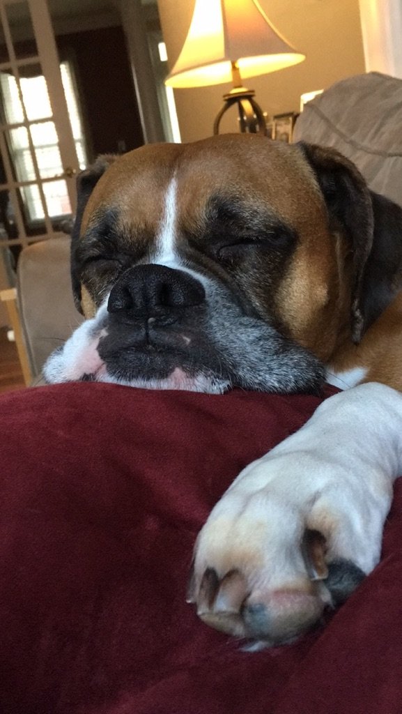 Happy #NationalPet day!  This is Theo resting his jowls.
