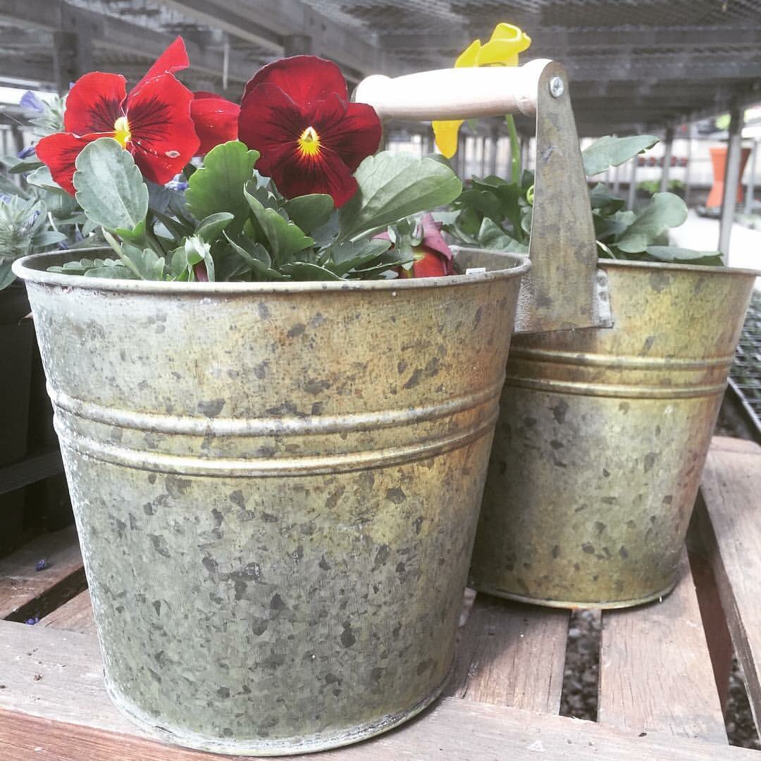 Pansies are perfect for chilly April weather. We also sell fun, quirky, and traditional pots. #FiftyShadesOfHalings