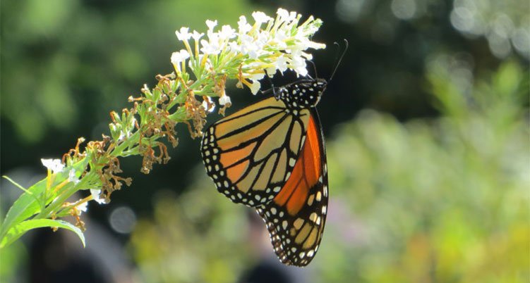 MonarchsJV's tweet photo. Twin Cities tipped the Mayors #Monarch Pledge over the 100 mark! Congrats St.Paul &amp; #MPLS!
https://t.co/VCiKULFR1R https://t.co/KLnDVzFCRI