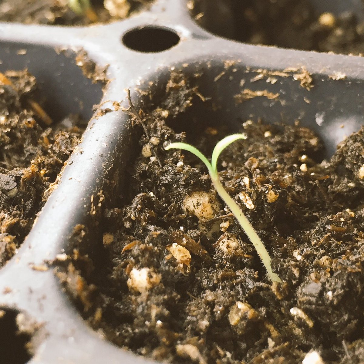 Welcome to the world little fella! One day you'll feed many people and make plates beautiful! 🍽🍅 #GrowLoveAndFood