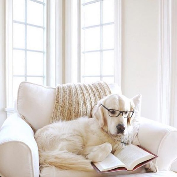potterybarn's tweet photo. Celebrate #NationalPetDay by hugging your furry companion & visiting our #PBPet Pinterest! https://t.co/yhLVX2P39M https://t.co/YkRrSl6DzC