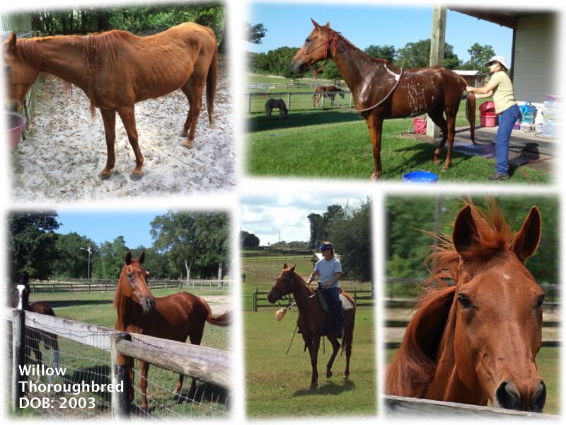 BHFER_EquineRes's tweet photo. Willow seeking forever home! #HelpaHorse #ASPCA #ComeToTheirRescue #nonprofit #EquineRescue #Win25K https://t.co/zLxu3mQtFy