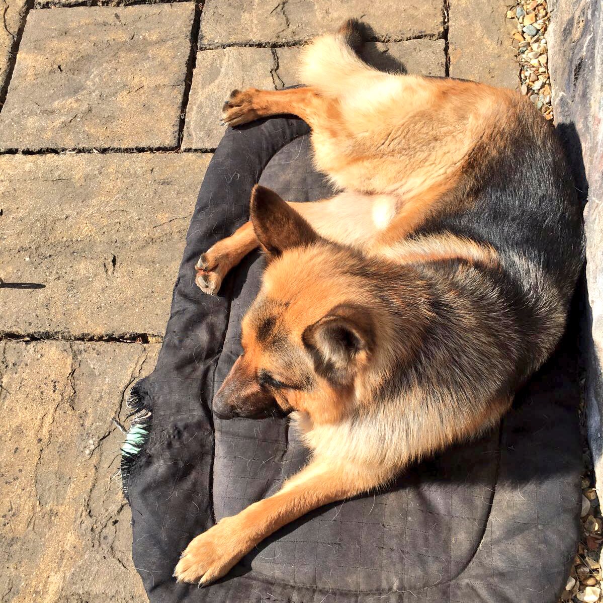 TheLeggingCo's tweet photo. Our gorgeous office dog...King. #NationalPetDay Love this guy #king #OfficeDog 🐶🐶🐶 https://t.co/7wia97bPs5