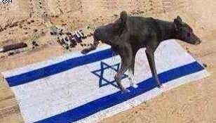 AnwarPrince14's tweet photo. @eddie1971nyc @americanzionism @sitizen_girl @shaek066 @ChomatMagen #IsraelStinks https://t.co/PiIrPPw5xP