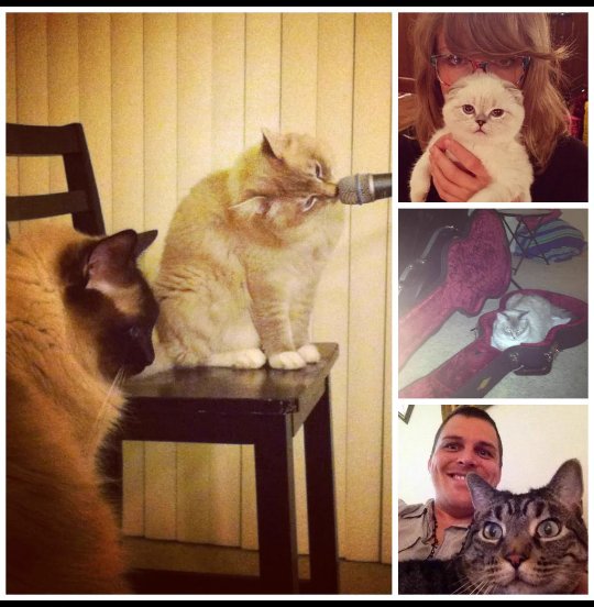 Happy #NationalPetDay
Those are some cool cats!
<a href="/taylorswift13/">Taylor Swift</a> <a href="/brettvogelmusic/">Brett Vogel</a>