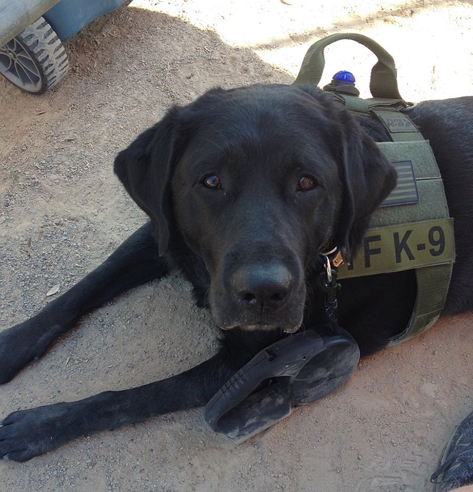 ATFHQ's tweet photo. Meet K9 Jax from #Detroit who's putting suspects behinds bars by sniffing out casings &amp; crime guns. https://t.co/oj3QBwmVcn