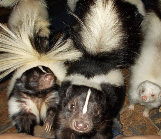 CathyDalgleish's tweet photo. Happy National Pet Day #cutefurrythings #petskunks #loveskunks #petskunk https://t.co/CIb5XXSxBL
