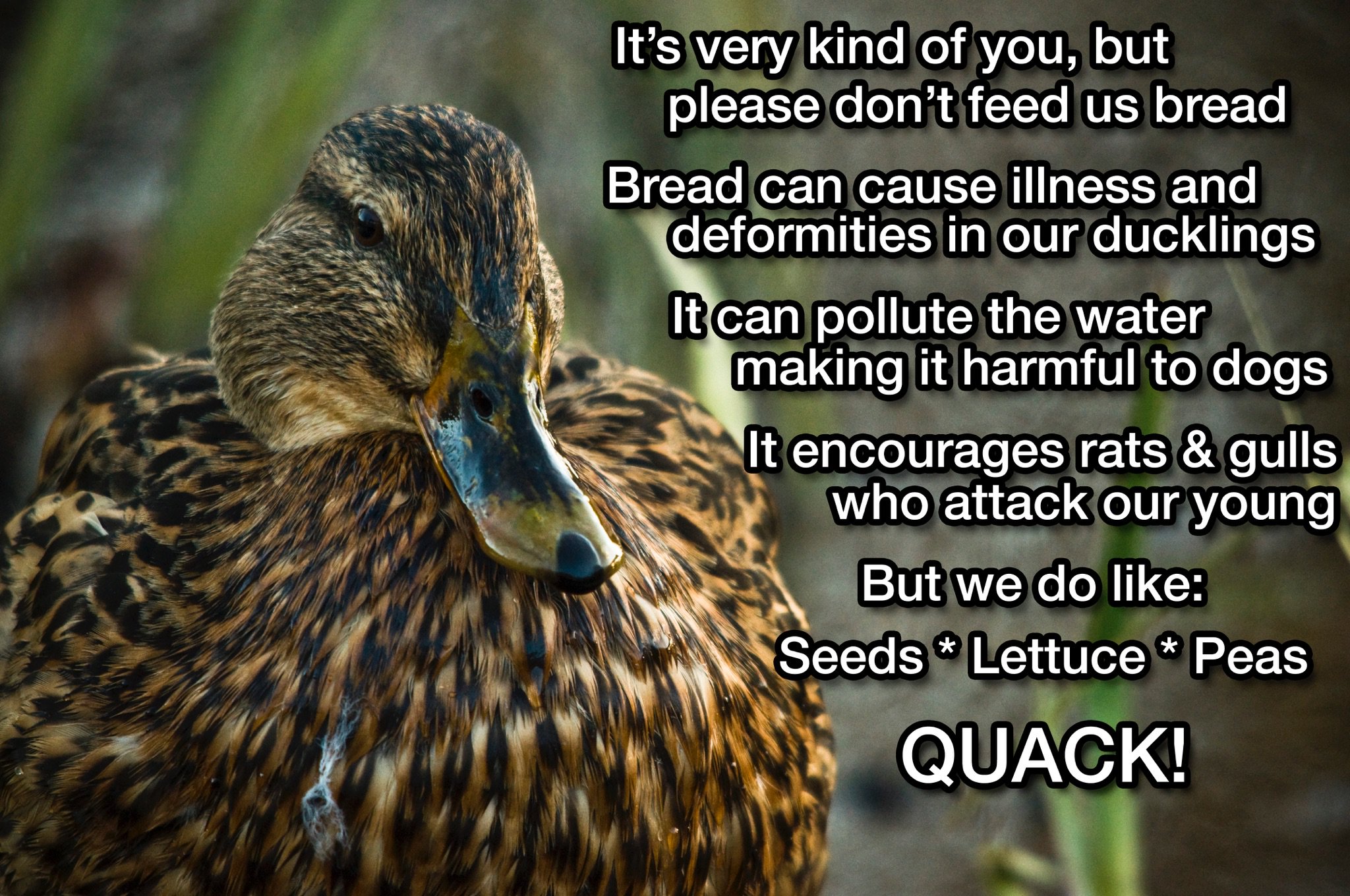Figgate Park on Twitter: "Please don't feed the ducks ...