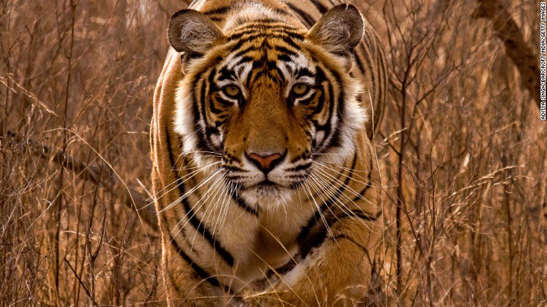 For the first time in 100 years, the world population of tigers is on the rise. cnn.it/1N4SJe3