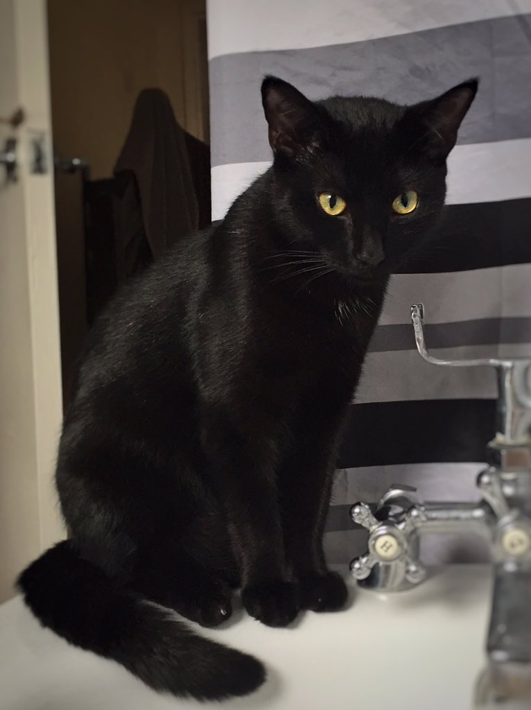 Bevlaaar's tweet image. Only gud thing about my sickness bug is that i spent 2day chilling with this furball on #NationalPetDay #sicknessbug