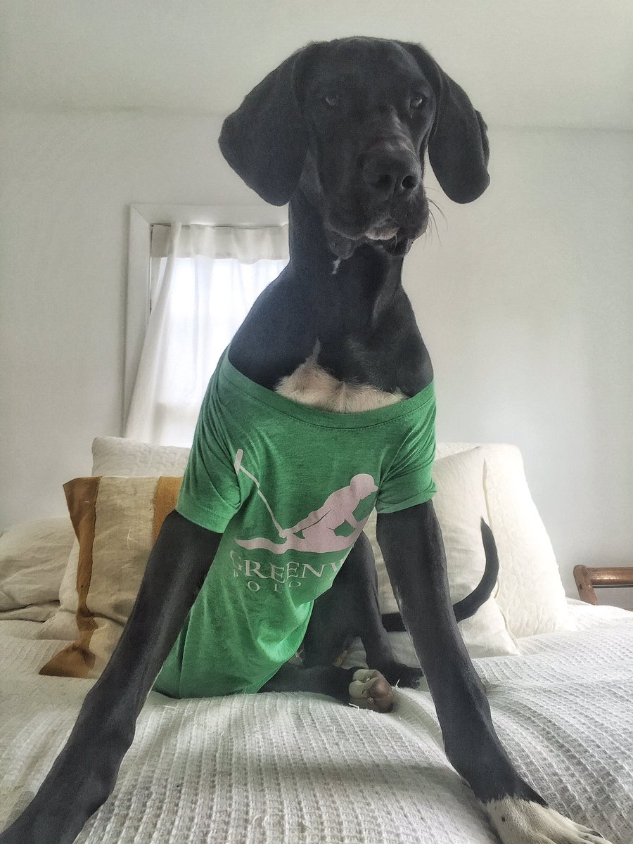 GreenwichPolo's tweet image. Dama is modeling the latest off the shoulder #greenwichpolo top for #internationalpetday 💚 #greatdaneproblems