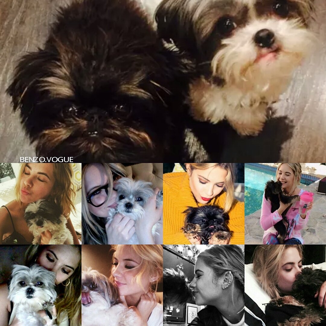 fbalmae's tweet photo. #NationalPetDay ❤❤ @AshBenzo https://t.co/yyBAW1IJ69