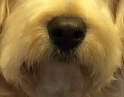 puppy_ted's tweet photo. @Sprocket_Cool @shabsnewman @ZombieSquadHQ @cmdr_dog @MadSCWT @BraveWinston @WestieBiscuit Here's Ted hooter #ZSHQ https://t.co/z86lC4Vwdd