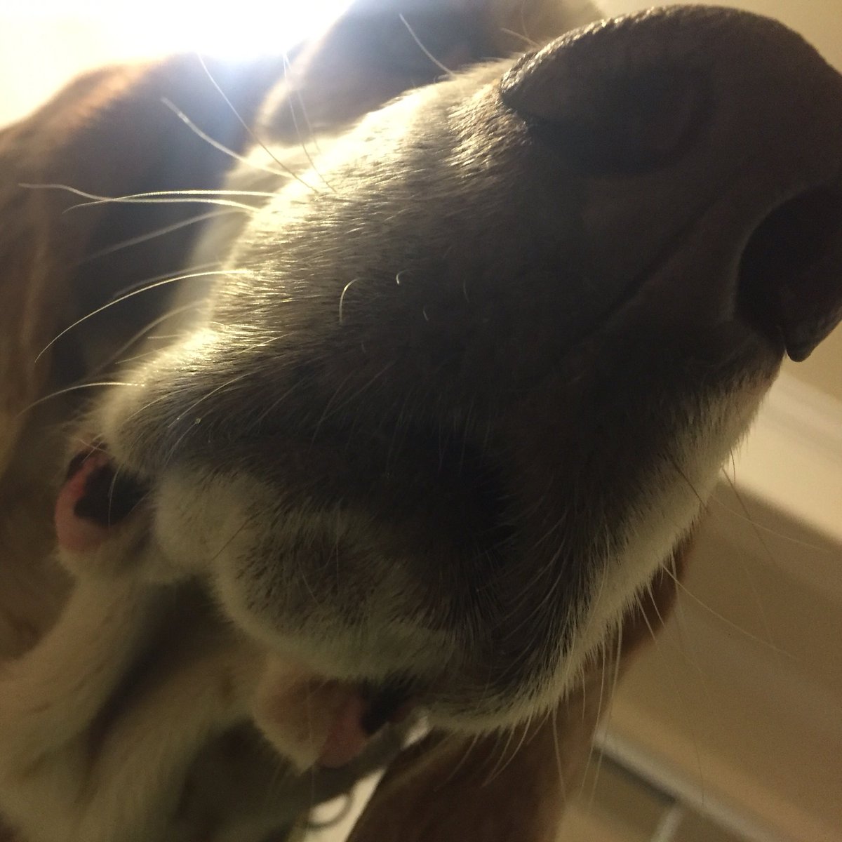 k_westphaln's tweet photo. #NationalPetDay #DroopyGrouper sensitive sniff= powerful gift! #ILoveMyHound #bassethound @BassetHounds_ https://t.co/u5GO98qpEW