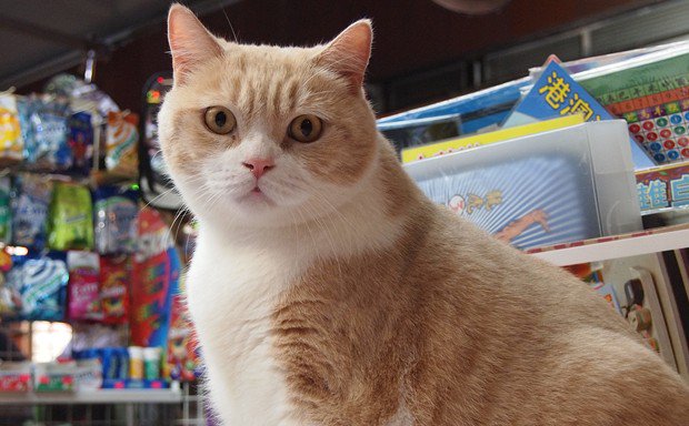 CityLab's tweet image. The rent in Hong Kong is too high, even for the city's most famous "working" cat trib.al/ycL6Tvy