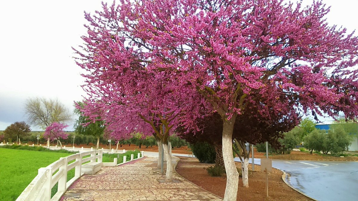 La primavera está que se sale en #LaRodadeAndalucia #Sevilla <a href="/tiempobrasero/">Tutiempo</a> <a href="/ecazatormentas/">Cazatormentas</a> <a href="/AEMET_Esp/">AEMET</a>