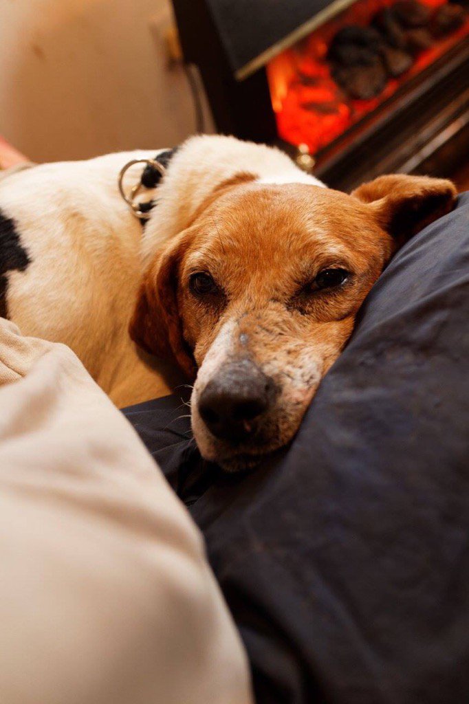 Dandy, unwanted, now being spoiled at <a href="/MADRADogRescue/">MADRA Mutts Anonymous Dog Rescue & Adoption</a> @serendipityxx7@EileenKeleghan@lorraine_lally@fourpawsapp