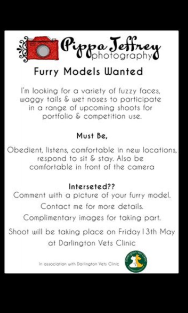 DarloLoopyLou's tweet image. @PippaPhoto @darlingtonvet#darlobiz