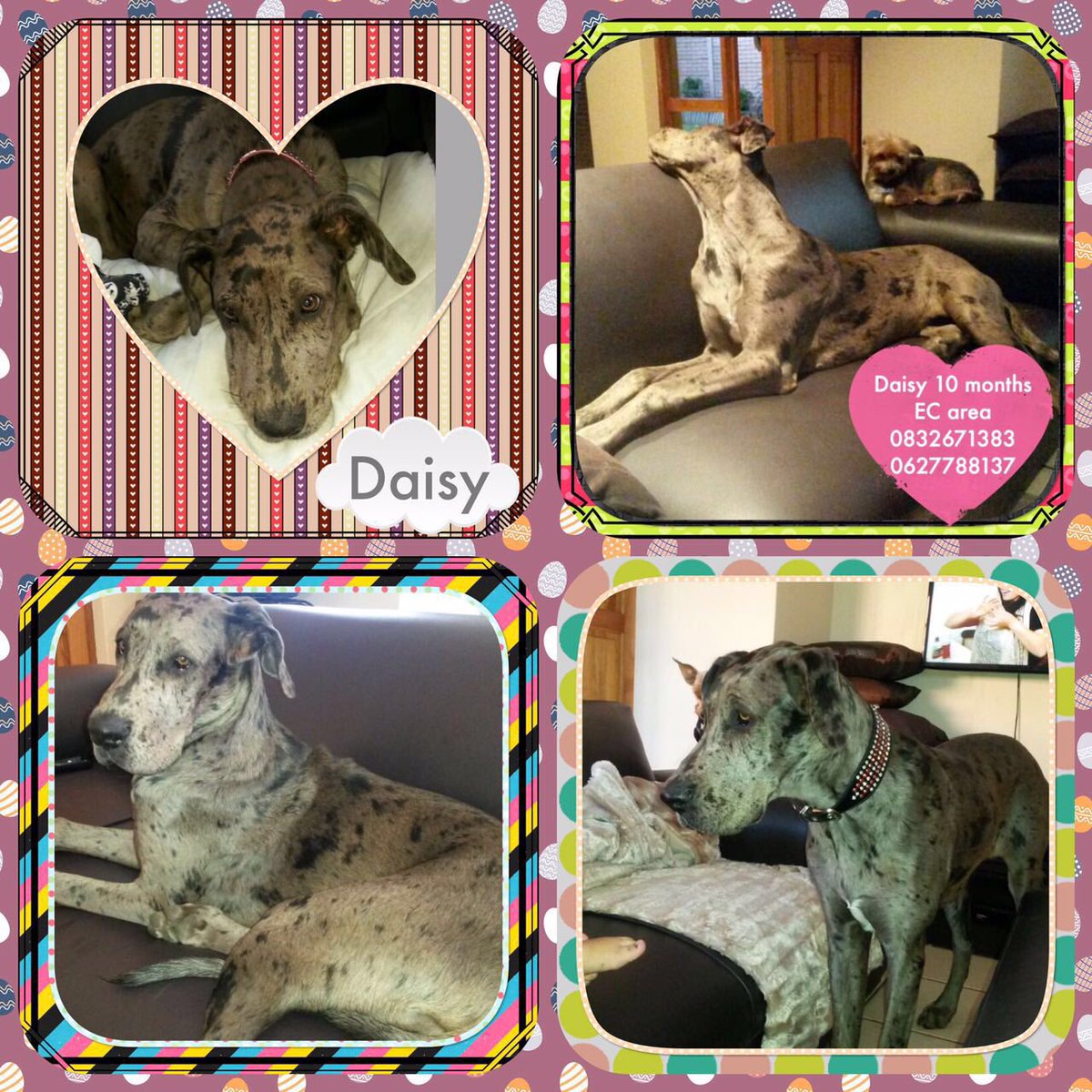 Daisy is in need of a new home. She is in East London. #greatdanerescueza #adoptdontshop