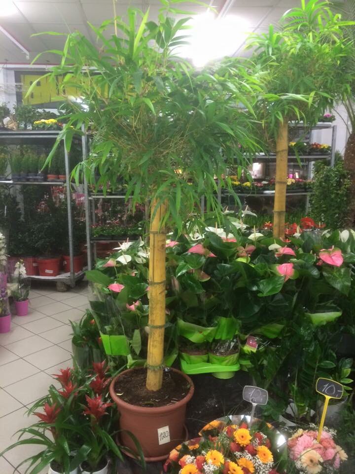 Blumenhaus Dillingen tweet media