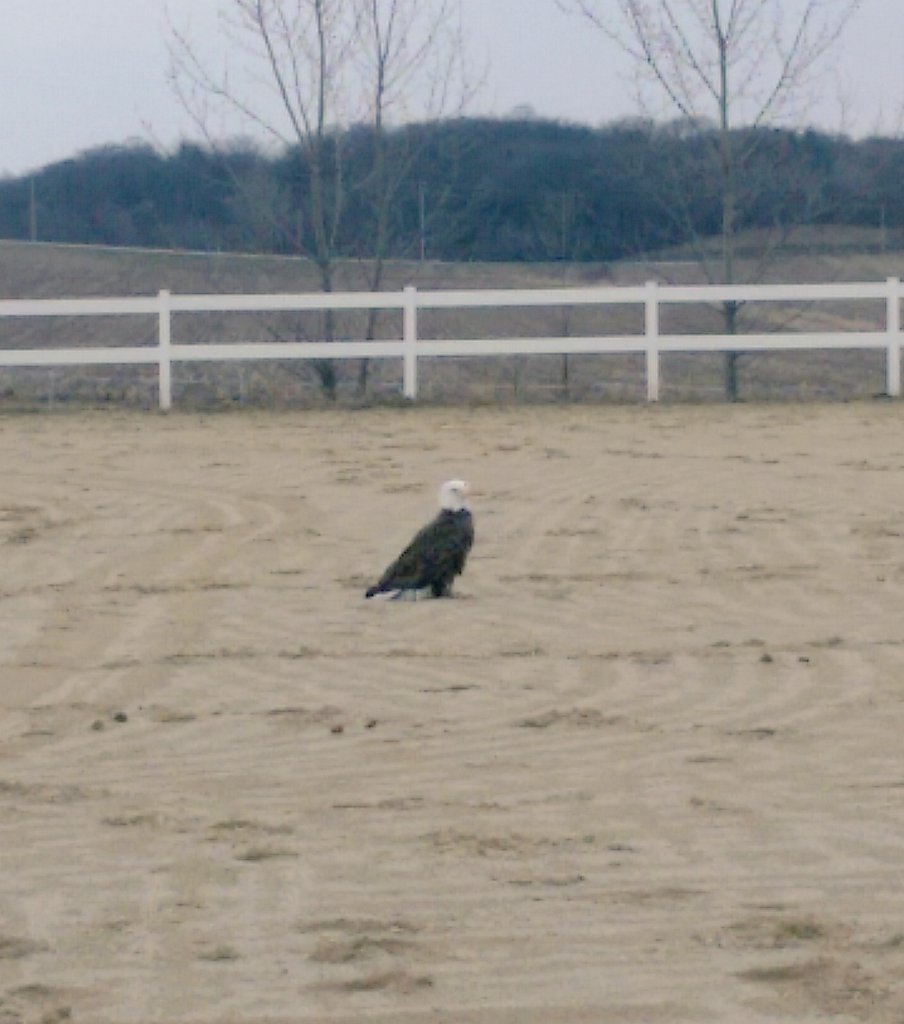 kmdykhouse's tweet photo. Our guest of honor, bright and early on a Sunday morning😊 #BaldEaglesofPriestfield https://t.co/ealH18lVBT