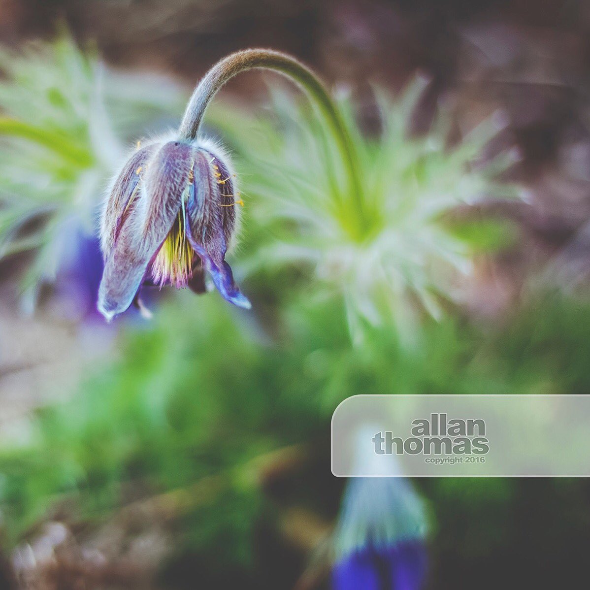 AllanThomas2015's tweet photo. Spring has arrived, and it's a beautiful sight. ☺️ #springishere #allanthomas2015 #flower #morningwalk #medhat https://t.co/gGHJ49i4v3