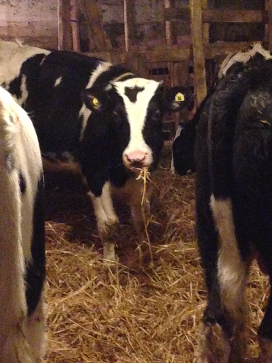 TrevTownsend's tweet photo. Calves loving a bite of the oat straw @OntarioVeal @ONCornFedBeef https://t.co/stS7PL1yx8