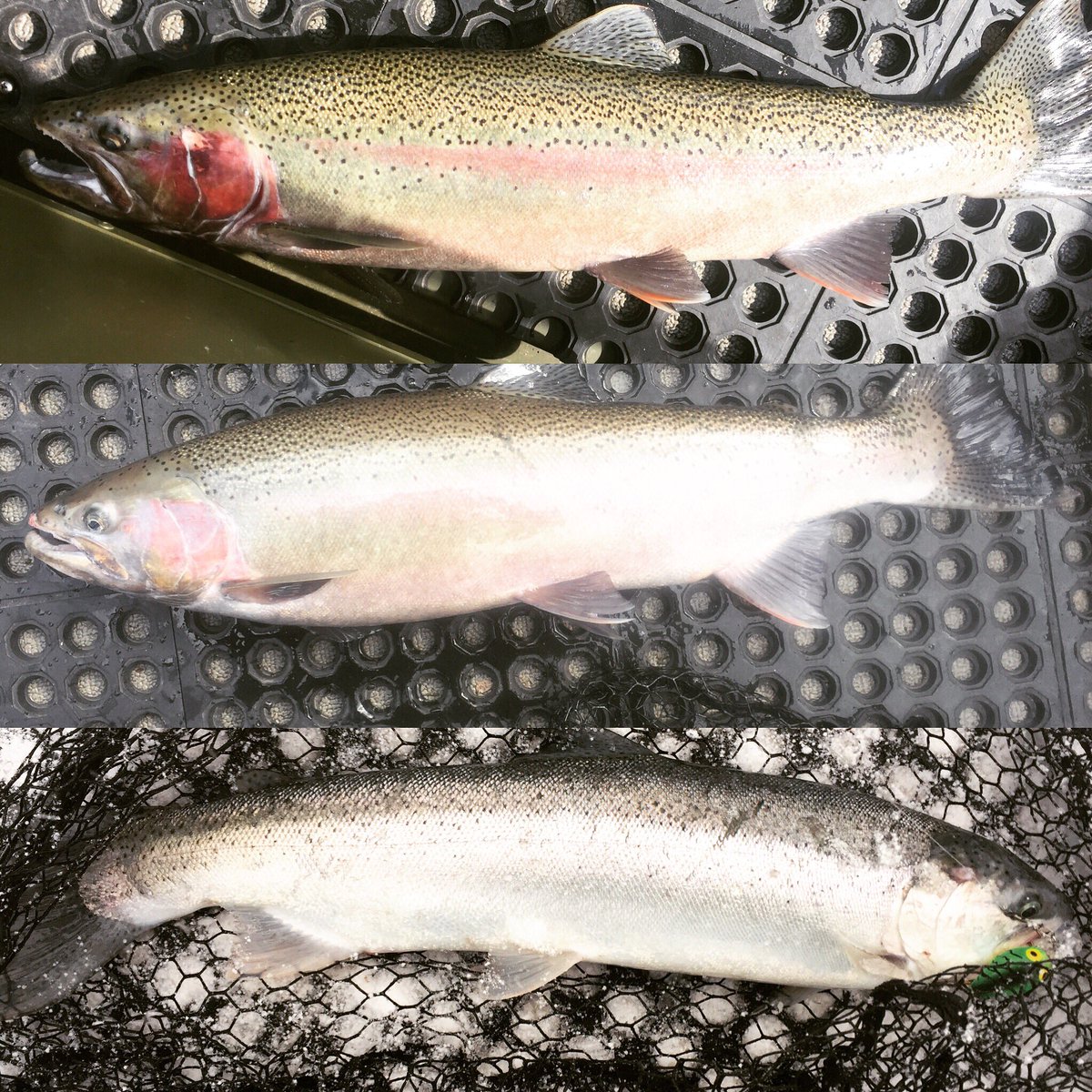 Steelheadereric's tweet photo. Fishing has been good on the St. Joe! Here are a few fish from the last couple weekends! https://t.co/bzLSeJDh5d