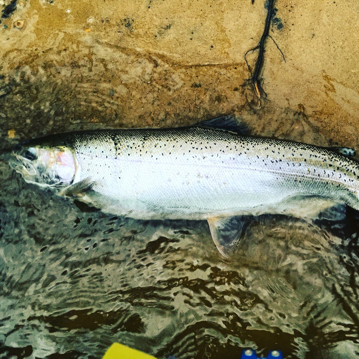 Steelheadereric's tweet photo. Fishing has been good on the St. Joe! Here are a few fish from the last couple weekends! https://t.co/bzLSeJDh5d