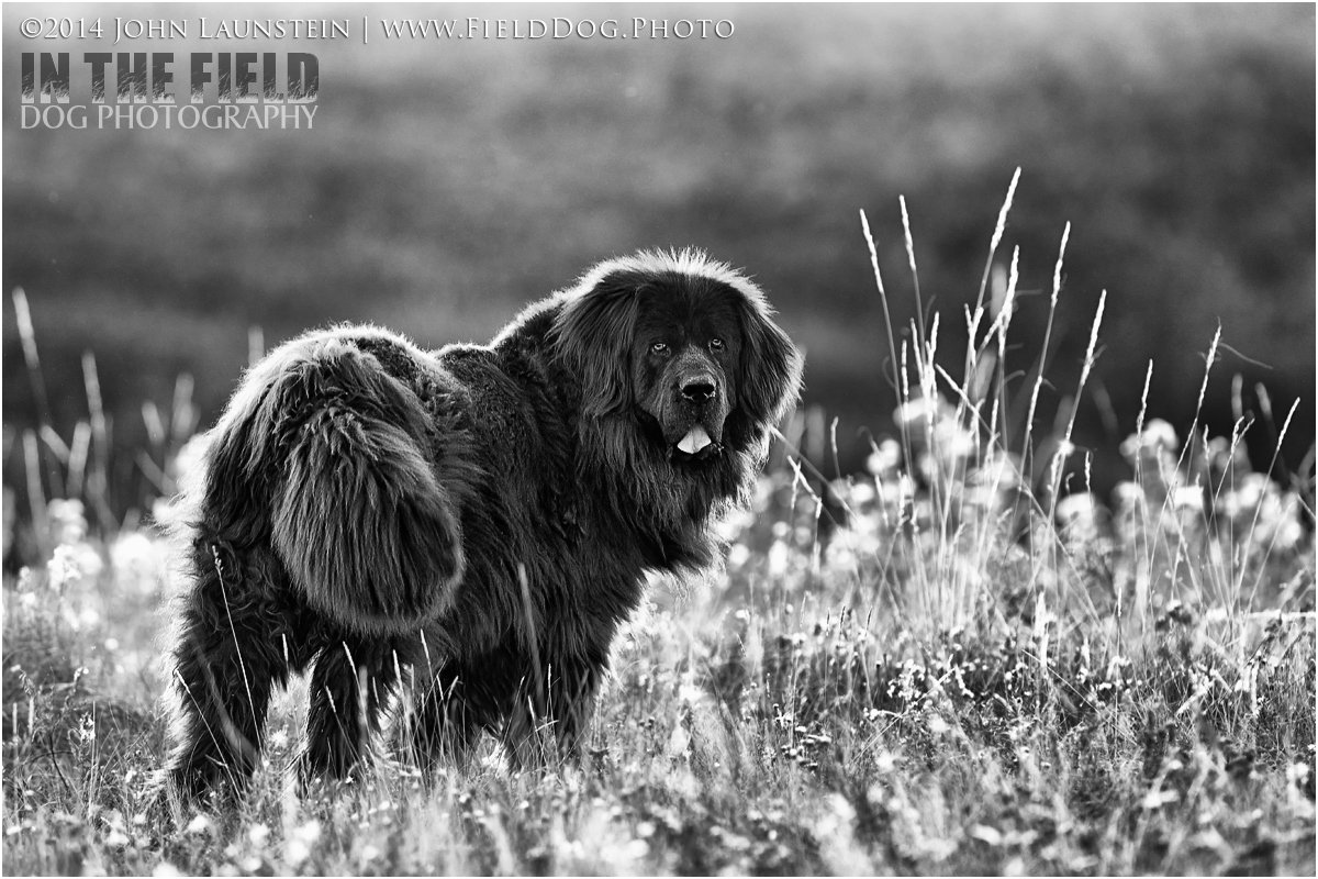 FieldDogPhoto tweet picture