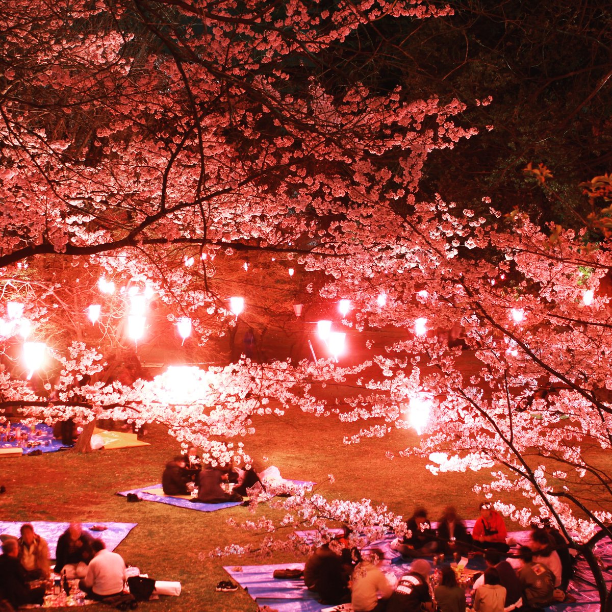 信州上田観光ガイド Twitterissa ぼんぼりでライトアップされた上田城の夜桜でお花見 T Co Fl3hhjjcml 上田城千本桜 桜 お花見 真田丸 T Co Kam0uhvqdk