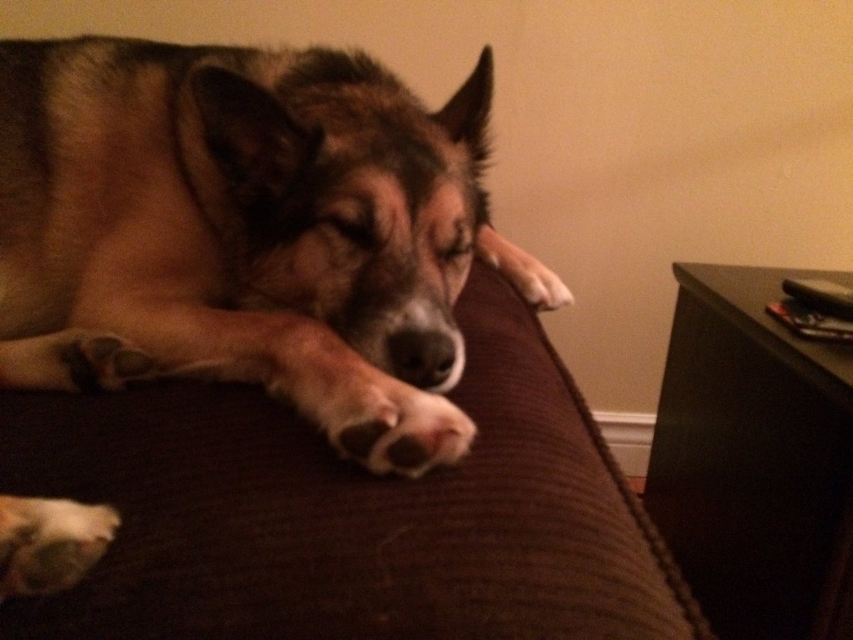 PawsOffTreats's tweet photo. Happy #NationalPetDay https://t.co/6XYydlOOXp